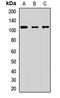 2-5A-dependent ribonuclease antibody, orb412899, Biorbyt, Western Blot image 