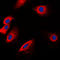 Protein O-Fucosyltransferase 1 antibody, LS-C353355, Lifespan Biosciences, Immunofluorescence image 
