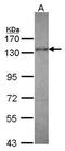 KIF5A antibody, GTX104875, GeneTex, Western Blot image 