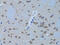 Phospholipase C Beta 1 antibody, 18-420, ProSci, Immunohistochemistry paraffin image 