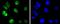 Cyclin H antibody, NBP2-67719, Novus Biologicals, Immunocytochemistry image 