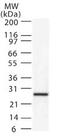 Diablo IAP-Binding Mitochondrial Protein antibody, TA336333, Origene, Western Blot image 