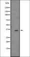 Trio Rho Guanine Nucleotide Exchange Factor antibody, orb335495, Biorbyt, Western Blot image 