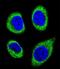 Cytosolic carboxypeptidase-like protein 5 antibody, LS-C156146, Lifespan Biosciences, Immunofluorescence image 