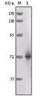 Horseradish Peroxidase antibody, MA5-15367, Invitrogen Antibodies, Western Blot image 