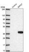 Endoplasmic Reticulum Protein 27 antibody, NBP2-38679, Novus Biologicals, Western Blot image 