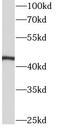 Apolipoprotein A4 antibody, FNab00490, FineTest, Western Blot image 