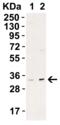 UNG1 antibody, 3863, ProSci Inc, Western Blot image 