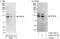 Phosphodiesterase 3A antibody, A302-741A, Bethyl Labs, Western Blot image 
