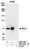 Nuclear protein localization protein 4 homolog antibody, A304-102A, Bethyl Labs, Immunoprecipitation image 