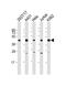 PHD Finger Protein 6 antibody, MBS9216915, MyBioSource, Western Blot image 