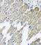 NADH:Ubiquinone Oxidoreductase Subunit B10 antibody, FNab05618, FineTest, Immunohistochemistry frozen image 