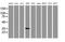 Kinesin Family Member 25 antibody, MA5-26132, Invitrogen Antibodies, Western Blot image 