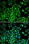 HCLS1 Associated Protein X-1 antibody, LS-C334130, Lifespan Biosciences, Immunofluorescence image 