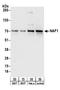 NAF-1 antibody, A303-911A, Bethyl Labs, Western Blot image 