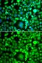 BH3-Like Motif Containing, Cell Death Inducer antibody, GTX32477, GeneTex, Immunocytochemistry image 