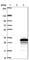 Testis Expressed 37 antibody, HPA043987, Atlas Antibodies, Western Blot image 