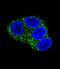 Ugt1 antibody, LS-C160417, Lifespan Biosciences, Immunofluorescence image 