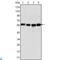 Vimentin antibody, LS-C814258, Lifespan Biosciences, Western Blot image 