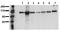 Catenin Beta 1 antibody, AM00023PU-N, Origene, Western Blot image 