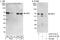 Far upstream element-binding protein 3 antibody, A303-013A, Bethyl Labs, Immunoprecipitation image 
