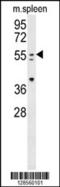 Paired Box 7 antibody, 55-213, ProSci, Western Blot image 