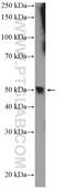 Motor neuron and pancreas homeobox protein 1 antibody, 20975-1-AP, Proteintech Group, Western Blot image 