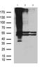 G Protein-Coupled Receptor 83 antibody, CF811749, Origene, Western Blot image 