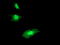 Regulator of G-protein signaling 16 antibody, TA504032, Origene, Immunofluorescence image 