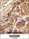 KLC1 antibody, 63-562, ProSci, Immunohistochemistry paraffin image 