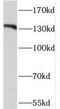 SPIN antibody, FNab08630, FineTest, Western Blot image 