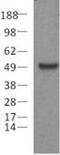 Paired box protein Pax-5 antibody, 14-9918-82, Invitrogen Antibodies, Western Blot image 