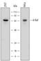 A-Raf Proto-Oncogene, Serine/Threonine Kinase antibody, MAB6607, R&D Systems, Western Blot image 