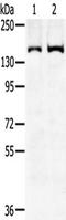 SUMO Specific Peptidase 6 antibody, TA351650, Origene, Western Blot image 