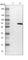 Nuclear Factor I A antibody, HPA008884, Atlas Antibodies, Western Blot image 