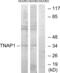 TNF Alpha Induced Protein 1 antibody, abx013596, Abbexa, Western Blot image 