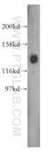 Period Circadian Regulator 3 antibody, 12550-1-AP, Proteintech Group, Western Blot image 