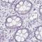 Cilia And Flagella Associated Protein 74 antibody, PA5-55889, Invitrogen Antibodies, Immunohistochemistry paraffin image 