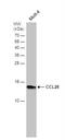 C-C motif chemokine 28 antibody, NBP1-31157, Novus Biologicals, Western Blot image 