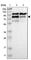 CCR4-NOT transcription complex subunit 3 antibody, HPA006408, Atlas Antibodies, Western Blot image 