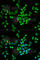 Mitochondrial Ribosomal Protein L28 antibody, A5897, ABclonal Technology, Immunofluorescence image 