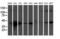 Tropomodulin 1 antibody, M04701-1, Boster Biological Technology, Western Blot image 