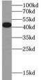 GATA Binding Protein 4 antibody, FNab03363, FineTest, Western Blot image 