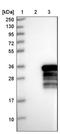 Ribosomal RNA Processing 36 antibody, NBP1-86758, Novus Biologicals, Western Blot image 