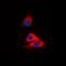 Mevalonate Kinase antibody, LS-C368665, Lifespan Biosciences, Immunofluorescence image 