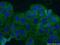 Acyl-coenzyme A thioesterase 12 antibody, 17871-1-AP, Proteintech Group, Immunofluorescence image 