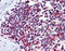 AIF1 antibody, 49-087, ProSci, Immunohistochemistry paraffin image 