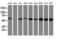 Akt antibody, LS-C173711, Lifespan Biosciences, Western Blot image 