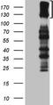 Cytokine receptor common subunit beta antibody, CF807874, Origene, Western Blot image 