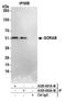 Golgin, RAB6 Interacting antibody, A305-692A-M, Bethyl Labs, Immunoprecipitation image 